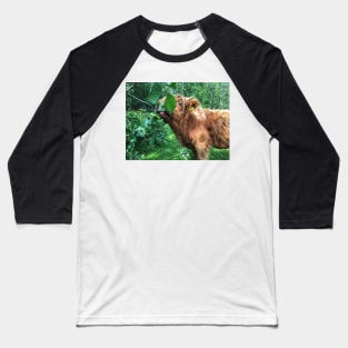 Scottish Highland Cattle Calf 2053 Baseball T-Shirt